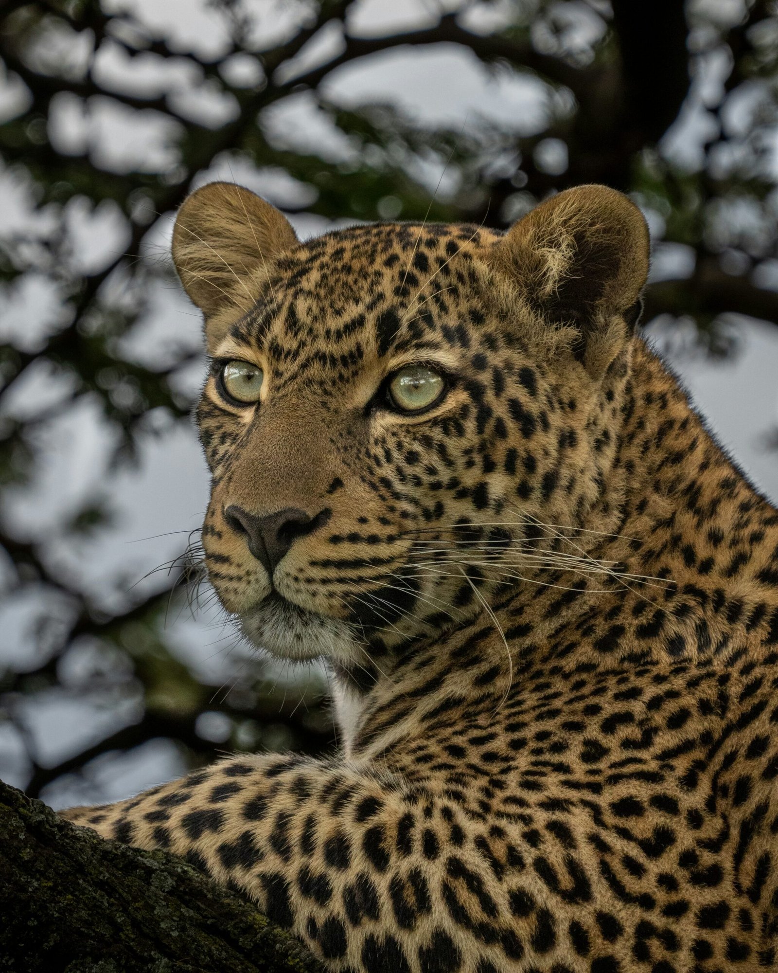 Leopardo en primer plano